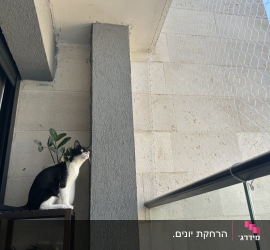 חתול יושב על מדף ליד רשת במרפסת